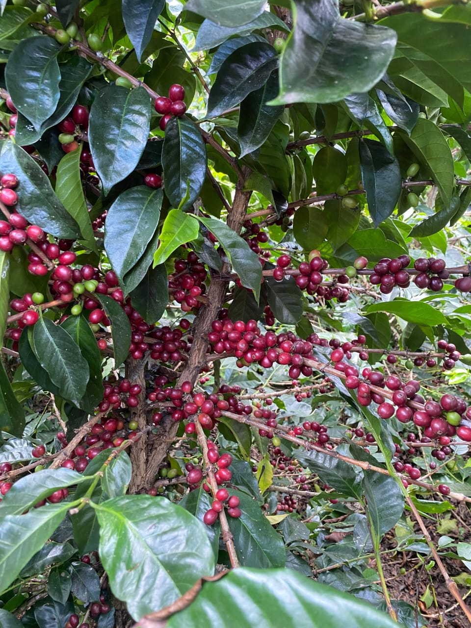 Plantación de café Caramelo