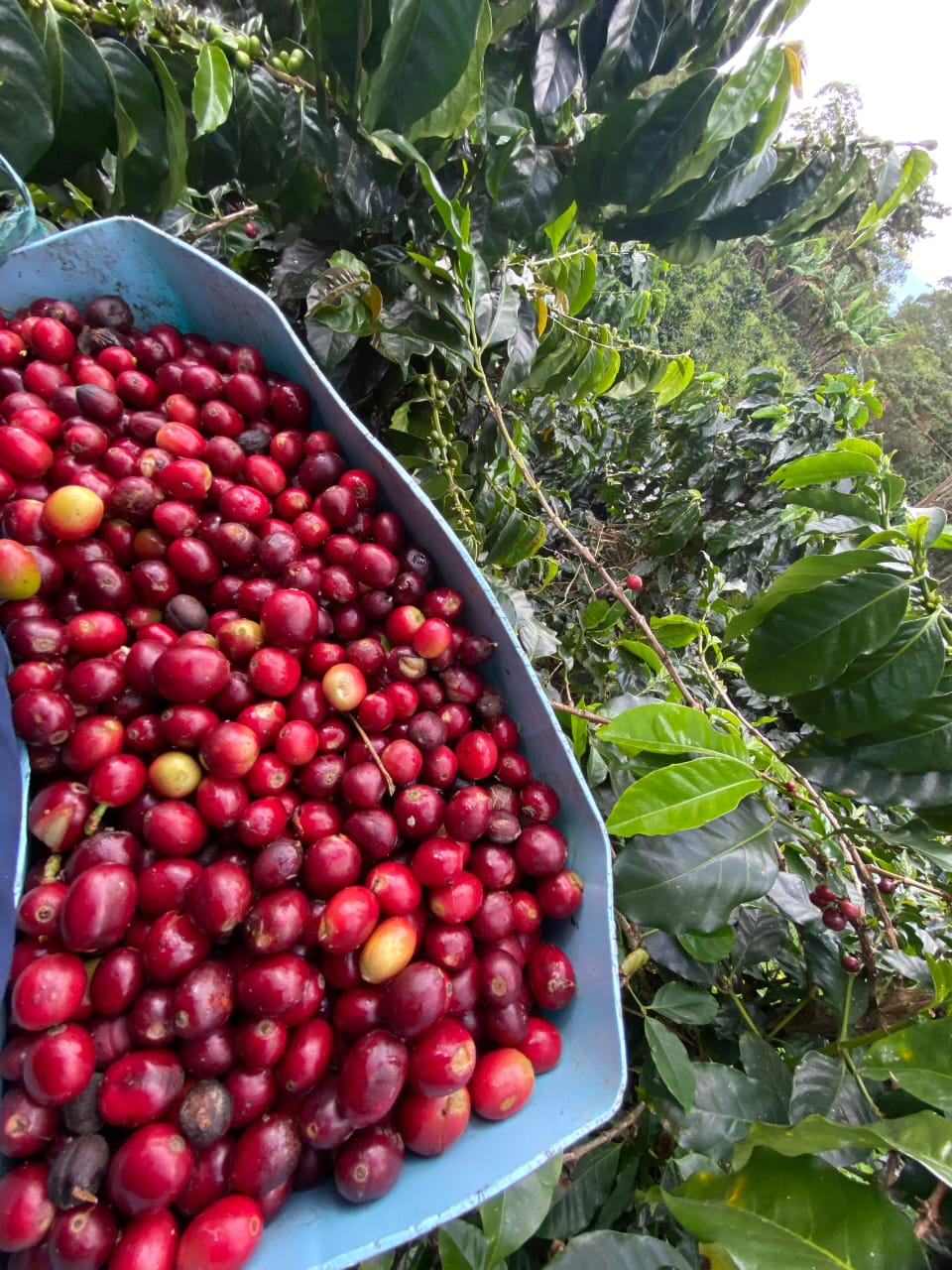 Granos de café frescos